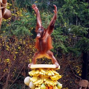 Meet your Posher, Linette